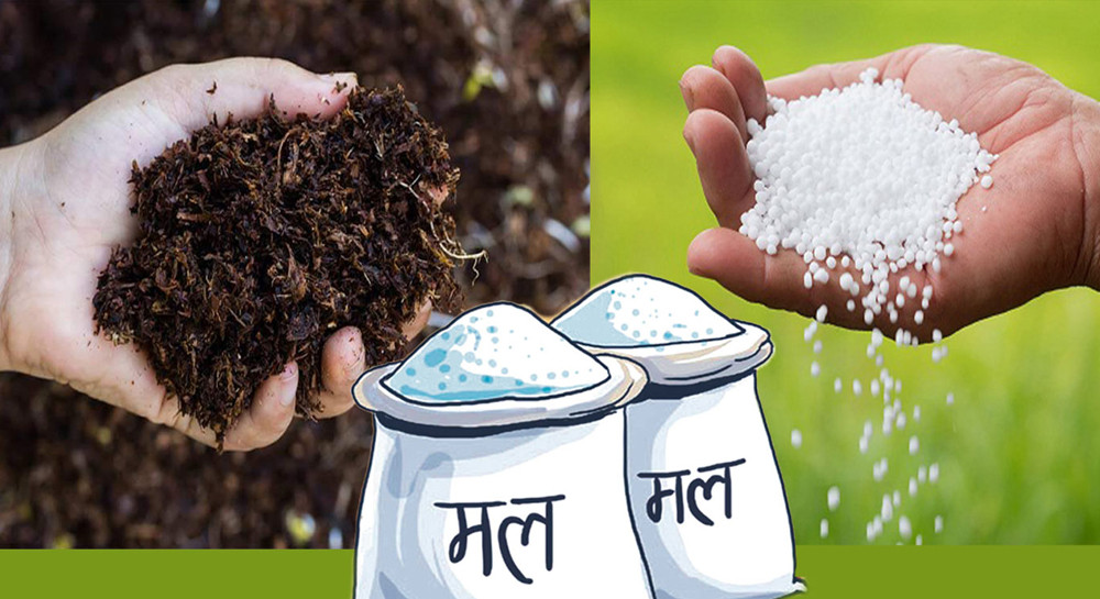 गोदाममा  मल छ, किसानले पाउँदैनन्
