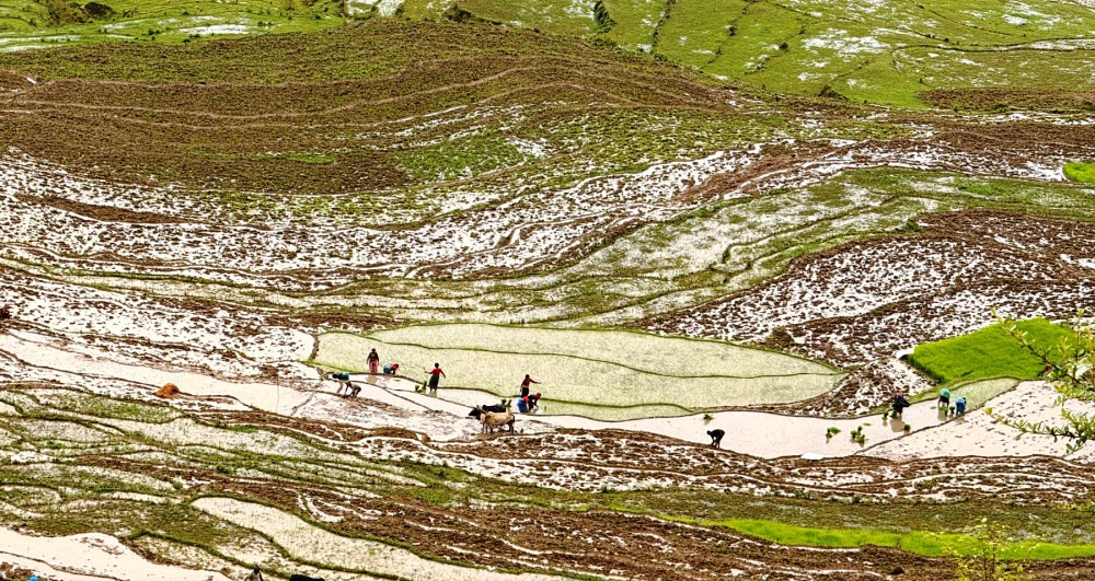 देशभर करिब ७२ प्रतिशत धान रोपाइँ सम्पन्न