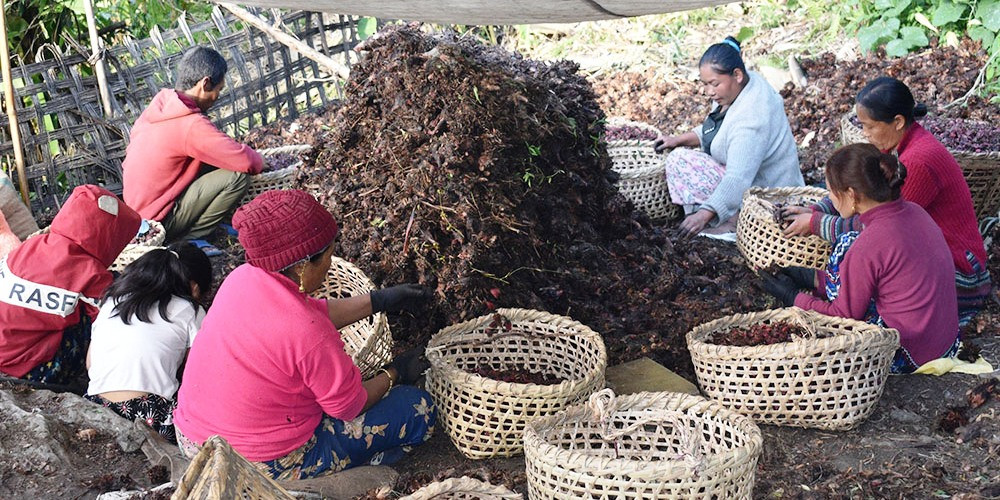लमजुङमा अलैँची बिक्रीबाट २४ करोडभन्दा बढी आम्दानी